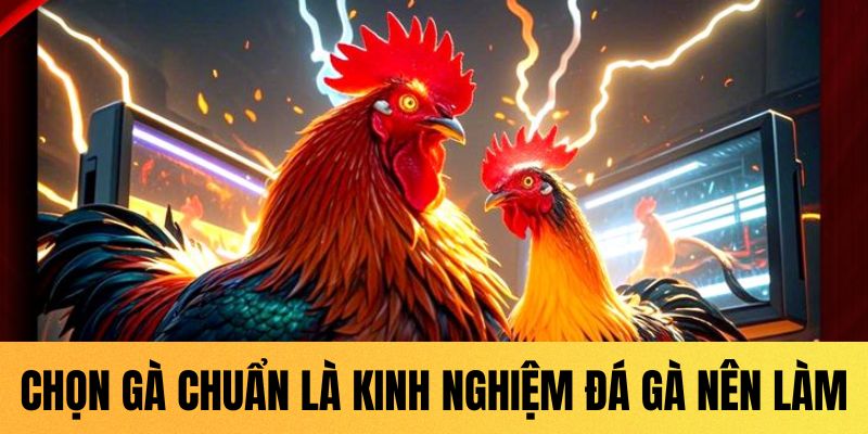 Chọn gà chuẩn là kinh nghiệm đá gà nên làm